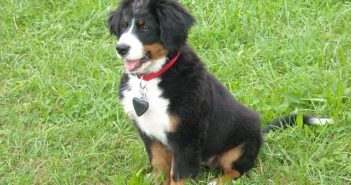Hunde – Starterpaket: Das gehört zur Welpen-Grundausstattung Hunde-Welpen Grundausstattung / Starterpaket