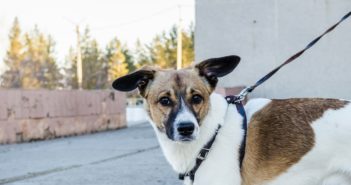 Leinenpflicht für Hunde – so sind die Bestimmungen der Bundesländer Leinenpflicht für Hunde - so sind die Bestimmungen der Bundesländer