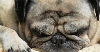 Ist mein Hund zu dick? So erkennst du Übergewicht Übergewicht bei Hunden erkennen