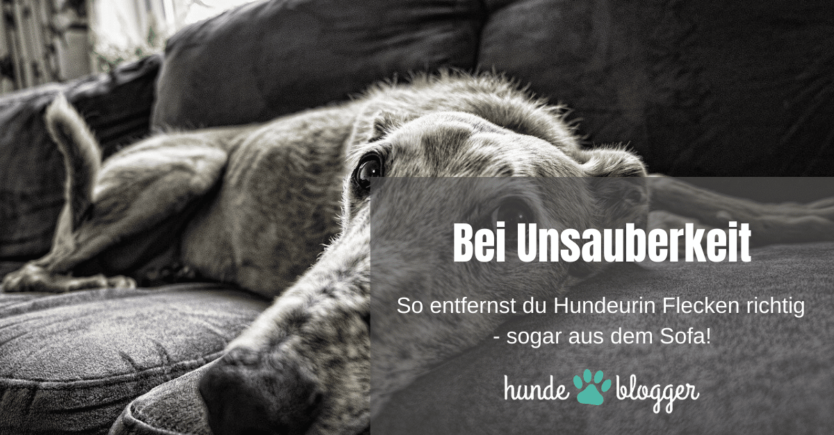 So entfernst du Hundeurin Geruch sogar aus dem Sofa