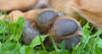 So pflegst du Hundepfoten im Winter Hunde-Pfoten-Pflege im Winter