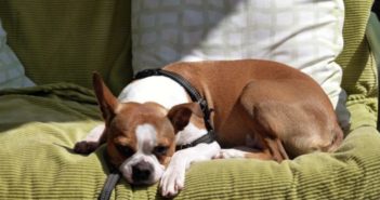 So entfernst du Hundeurin Geruch – sogar aus dem Sofa H undeurin entfernen Geruch Sofa