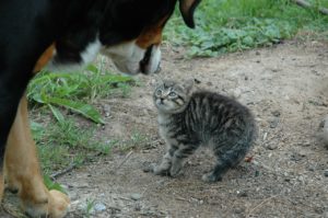 Hund und Katze aneinander gewöhnen