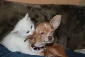Hund und Katze wachsen gemeinsam auf