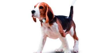 Ortung von entlaufenen Hunden per GPS Tracker oder Peilsender Hunde Ortung: GPS Tracker und Peilsender