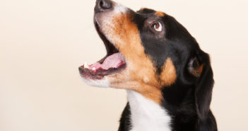 5 Tipps wie du deinem Hund häufiges Bellen abgewöhnen kannst Hund Bellen abgewöhne