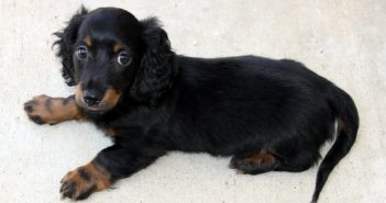 So bekommst du deinen Hunde-Welpen stubenrein Hunde-Welpe stubenrein