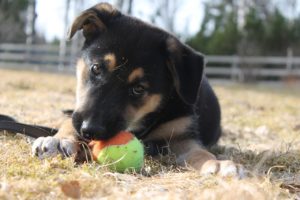 Hunde-Welpe Stubenreinheit