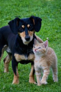 Hund jagt Katze abgewöhnen