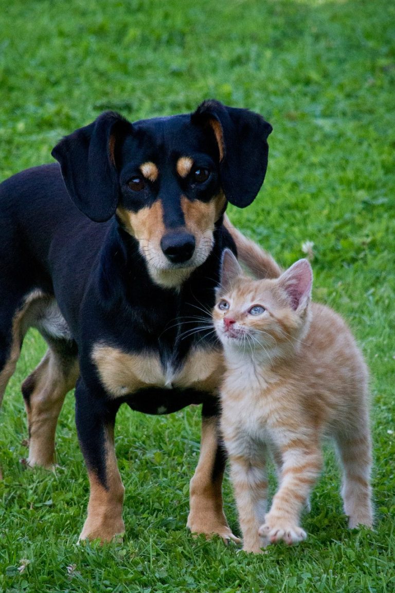 Hund jagt Katze So kannst es ihm abgewöhnen