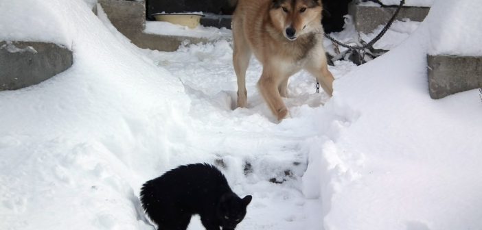 Hund Jagt Katze So Kannst Es Ihm Abgewohnen