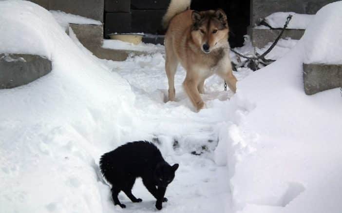 Hund Jagt Katze So Kannst Es Ihm Abgewöhnen