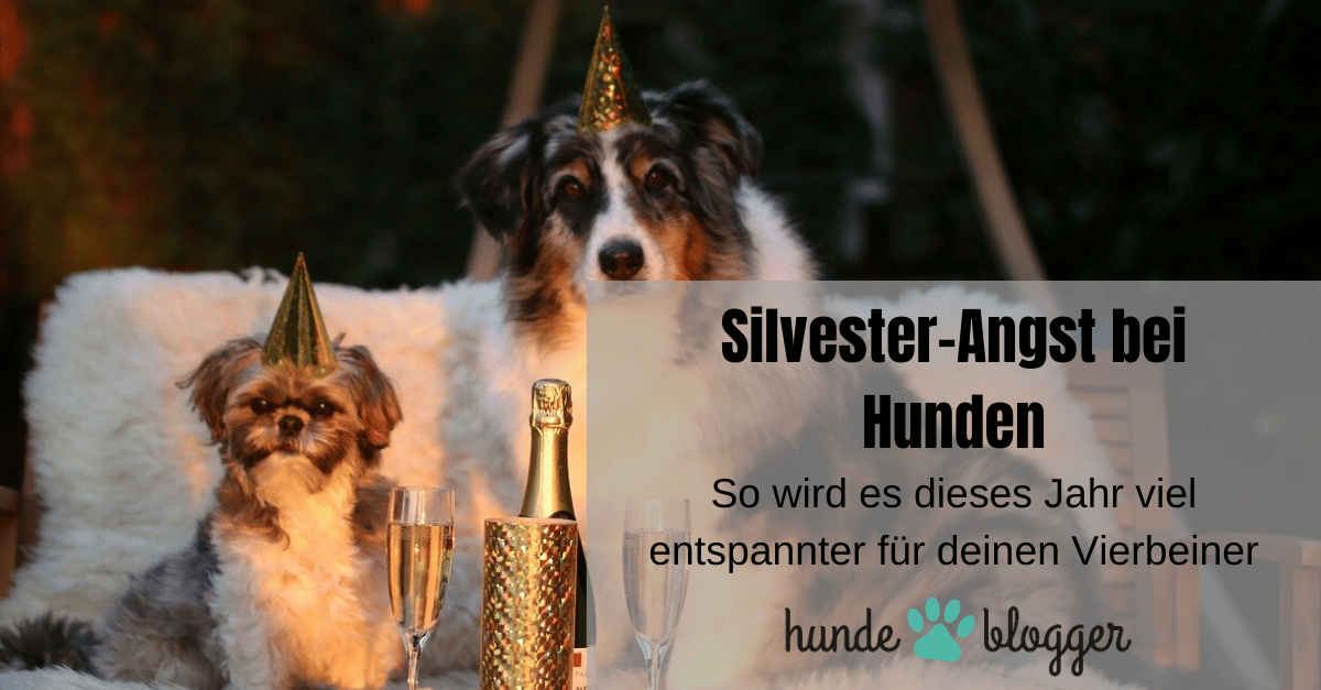 geräusch desensibilisierung hund