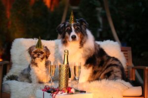 Hund Silvester Angst