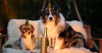 Silvester mit Hund – So kommt dein Hund ohne Angst vor Knallern ins neue Jahr Hund Silvester Angst