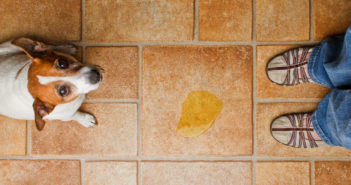 Erste Hilfe gegen Unsauberkeit bei Erwachsenen Hunden Unsauberkeit Hund