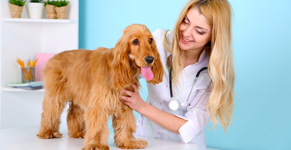 Unsauberkeit beim Hund - Ursachen