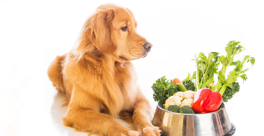 Hund Ernährung pflanzliche Inhaltsstoffe