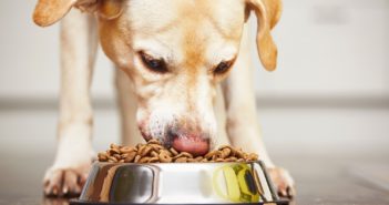 Hunde Ernährung - und zwar gesund