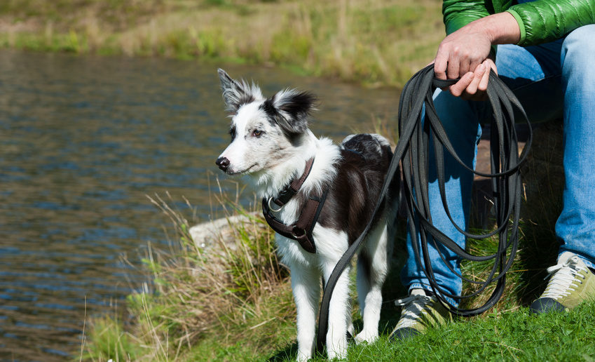 Leine ziehen Training für Hunde