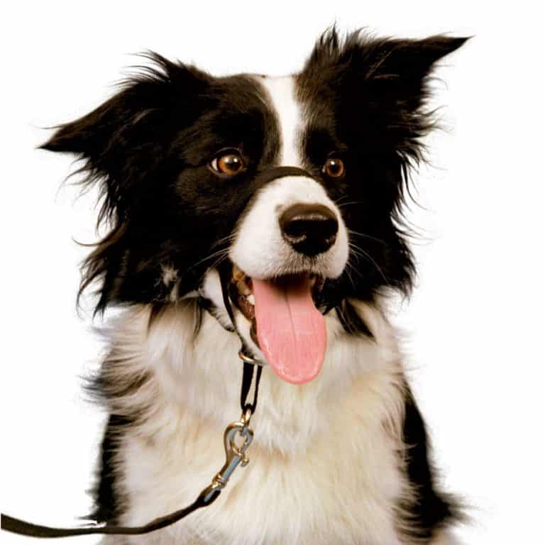 hund leinenführigkeit