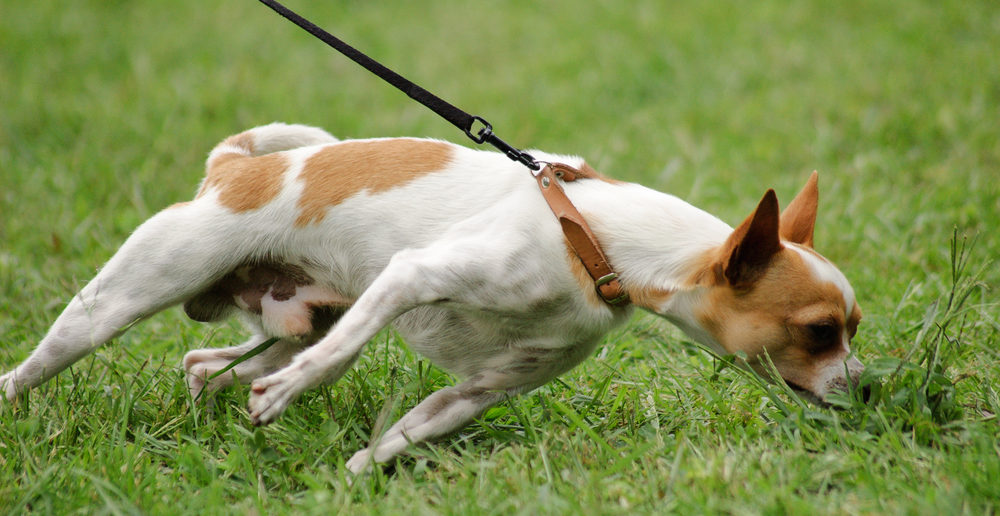 Hund Leineziehen