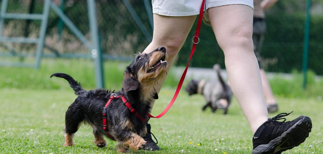 Leinenführigkeit beim Hund