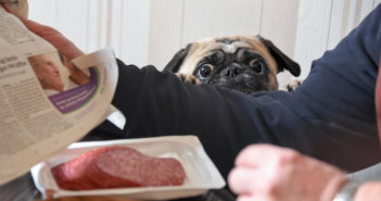 Dein Hund bettelt am Tisch? 6 Erziehungstipps, die helfen Hund bettelt am Tisch