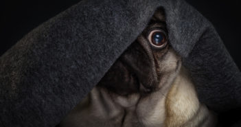 Ängstlicher Hund – 4 Tipps und 6 Übungen für weniger Angst Ängstlicher Hund