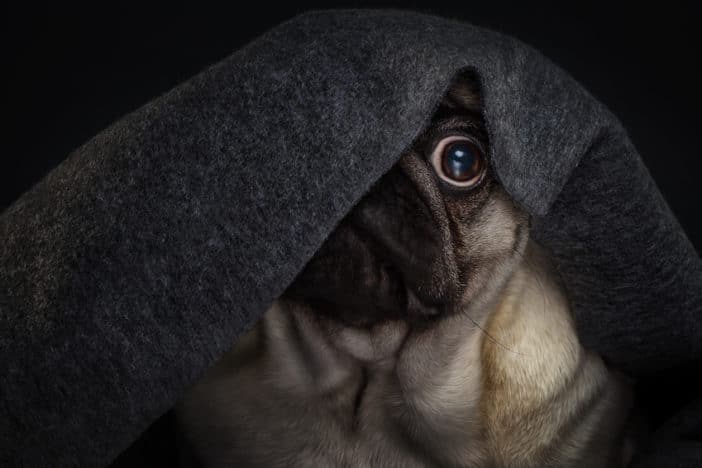Angstlicher Hund 4 Tipps Und 6 Ubungen Fur Weniger Angst Hundeblogger