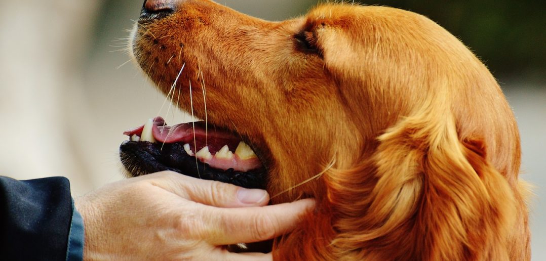 Ängstlicher Hund Übungen