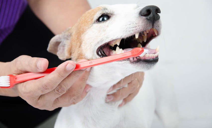 Anleitung zum Zähneputzen beim Hund