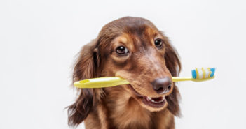 Zahnpflege beim Hund – Warum Zähneputzen notwendig ist Zahnpflege beim Hund