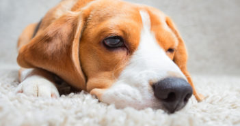 Blähungen beim Hund – 6 Tipps + 4 Hausmittel die bei pupsenden Hunde helfen Hund Blähungen