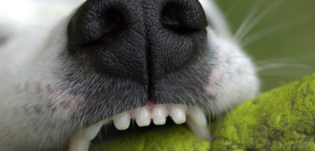 Hund Zahnpflege