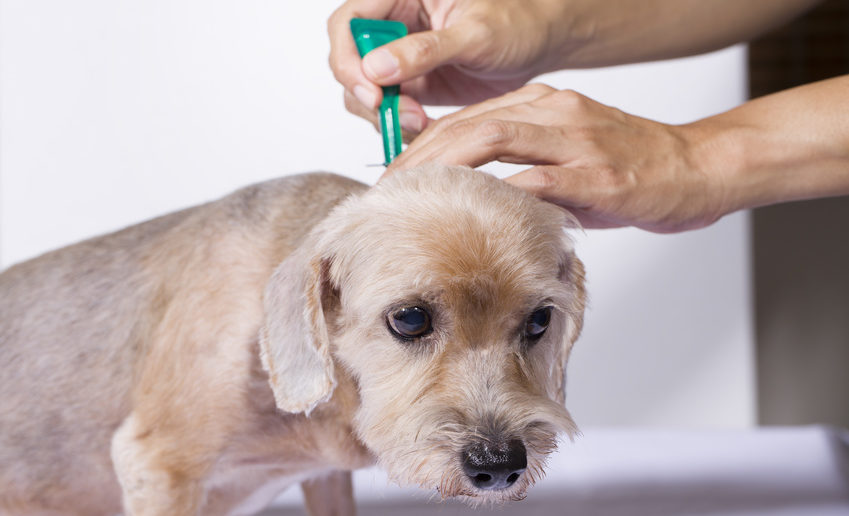 kokosöl hund haarausfall