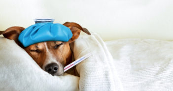 Die Symptome der 10 häufigsten Hundekrankheiten Symptome von Hundekrankheiten