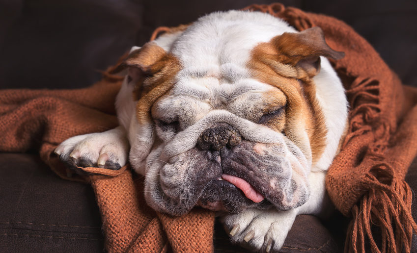 Erbrechen beim Hund Ursachen und Behandlung hundeblogger