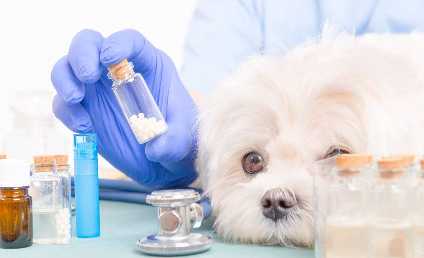 Bachblüten beim Hund 8 Anwendungsmöglichkeiten