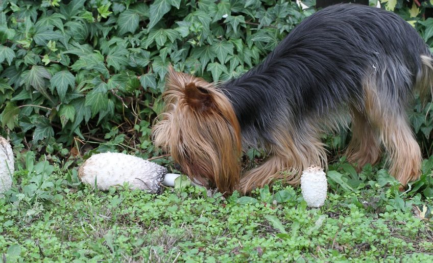 Erbrechen Hund giftige Stoffe