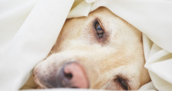 Erbrechen beim Hund – Ursachen und Behandlung Erbrechen beim Hund