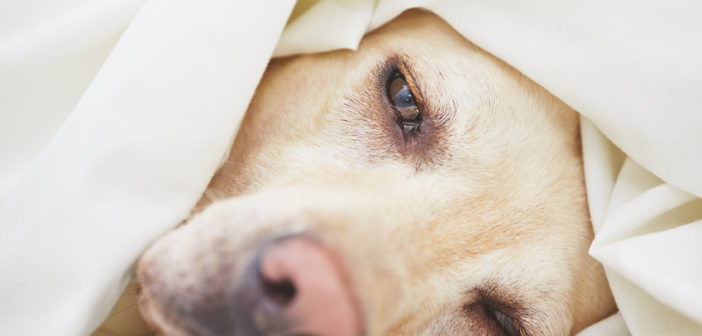gelbes erbrochenes hund