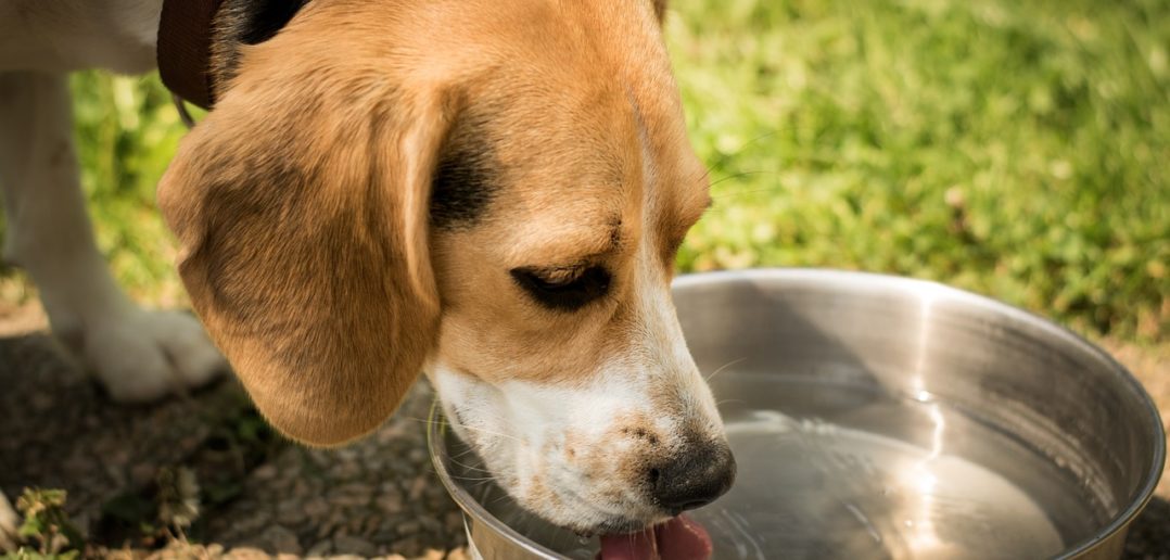 Hund Dehydrierung bei Erbrechen