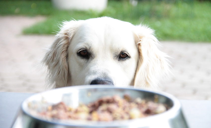 Erbrechen beim Hund Ursachen und Behandlung hundeblogger