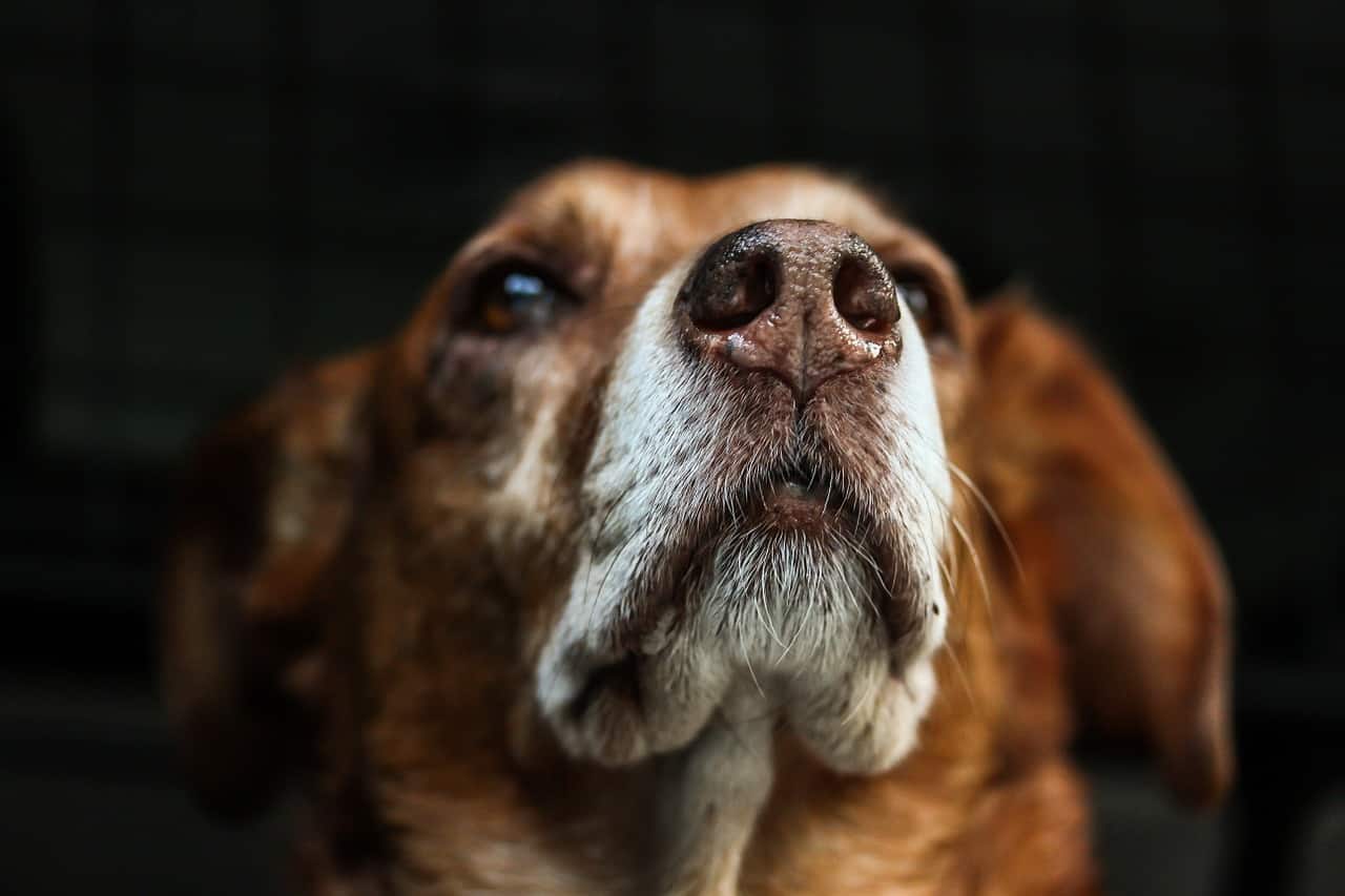 Bachblüten beim Hund 8 Anwendungsmöglichkeiten