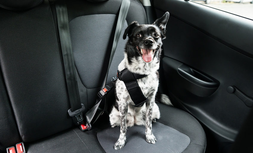 So gewöhnst du deinen Hund ans Autofahren auch Angsthasen…