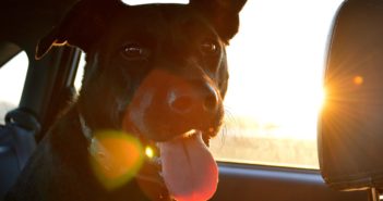 Hund Und Katze Aneinander Gewöhnen Das Sollten Sie Beachten