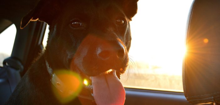 So gewöhnst du deinen Hund ans Autofahren auch Angsthasen…