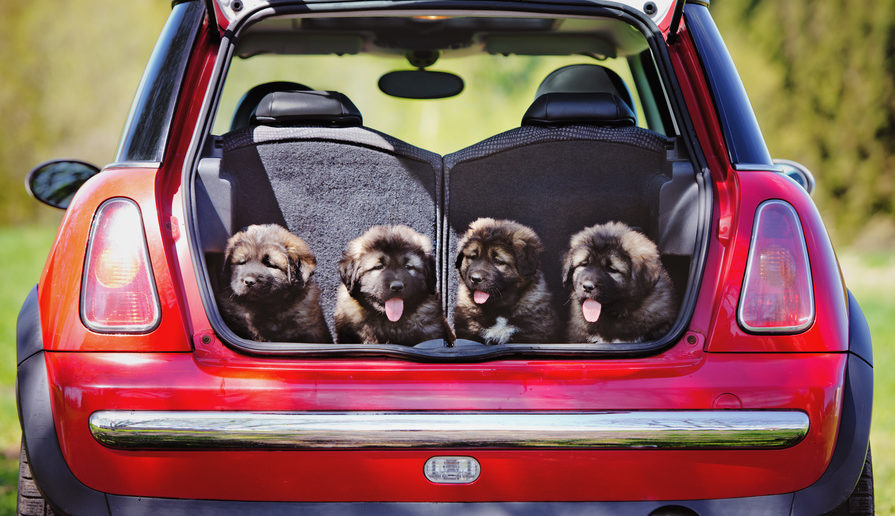 Hundewelpen Autofahre