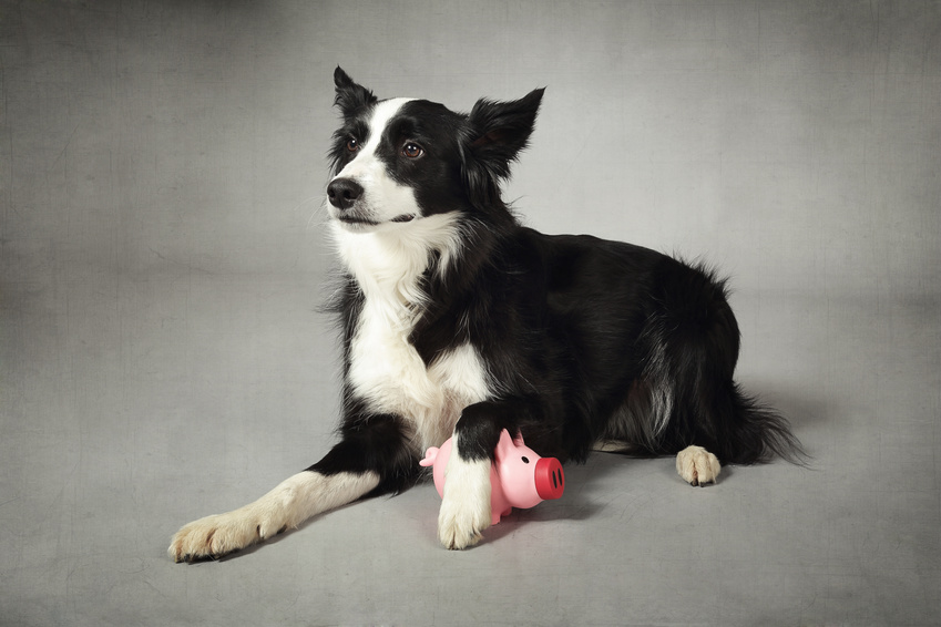 Was kostet ein Hund? Anschaffung und laufende Kosten